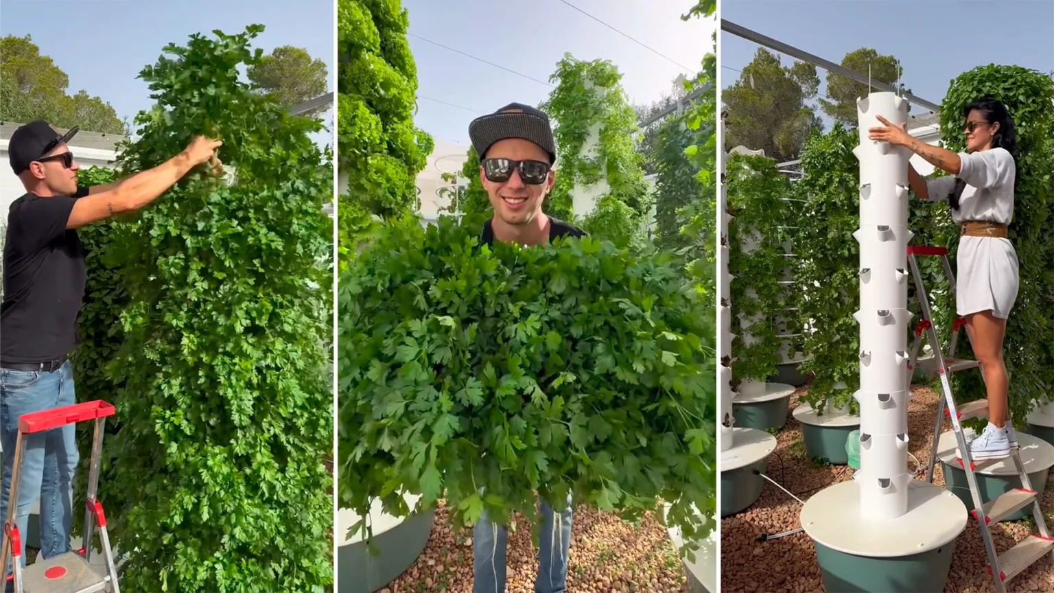 Como cultivar salsa em método aeropônico? 52 maços em apenas uma torre