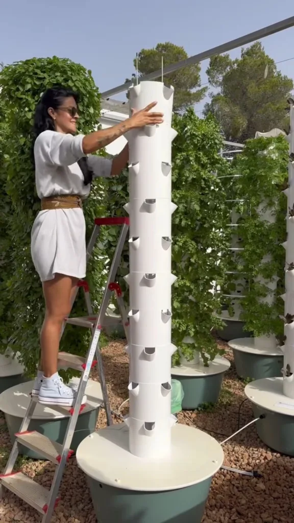 Como cultivar salsa em método aeropônico? 52 maços em apenas uma torre