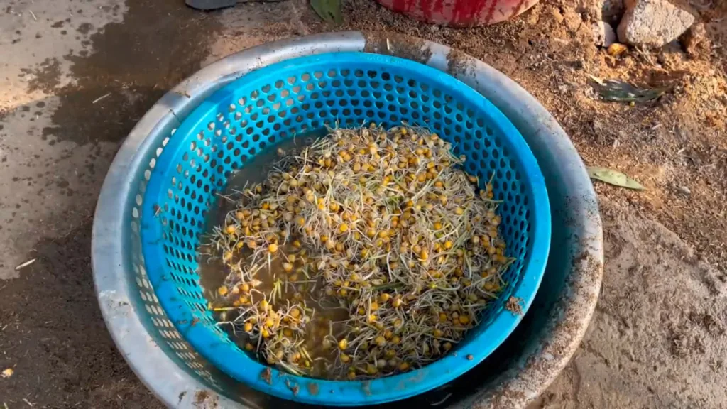 Produza Brotos De Milho Para Engordar Galinhas E Aumentar ProduÇÃo De Ovos 4 (1)