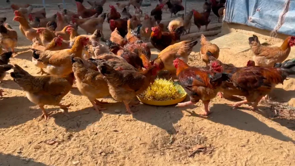 Produza Brotos De Milho Para Engordar Galinhas E Aumentar ProduÇÃo De Ovos 7 (1)