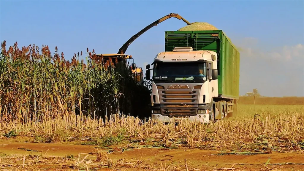 Sorgo Biomassa