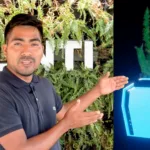 Alinti Jovem Peruano Cria Tecnologia Revolucionária De Energia A Partir De Plantas Agronews