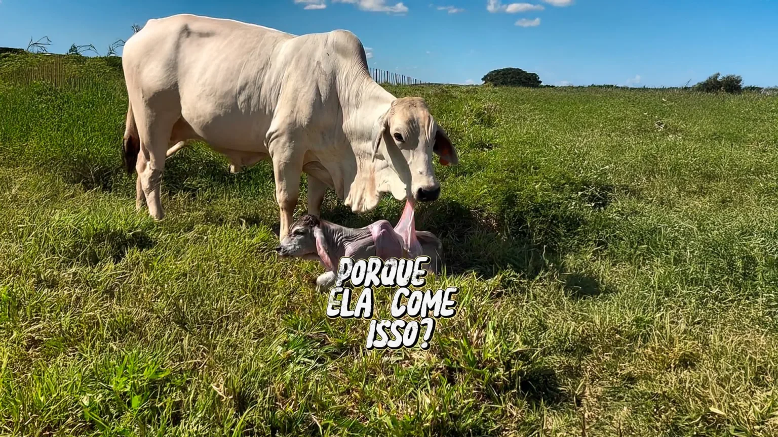 Por Que A Vaca E Outros Animais Comem A Placenta Agronews