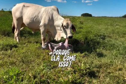 Por Que A Vaca E Outros Animais Comem A Placenta Agronews