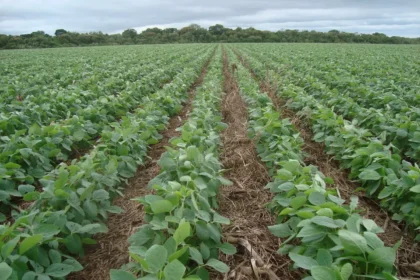 soja Na safrinha, é hora de proteger o solo: estratégia essencial para a produtividade